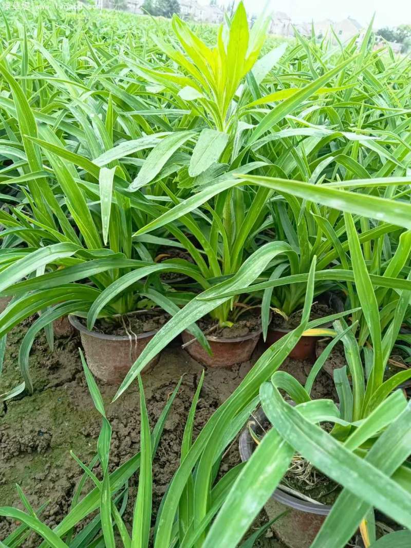萱草盆栽