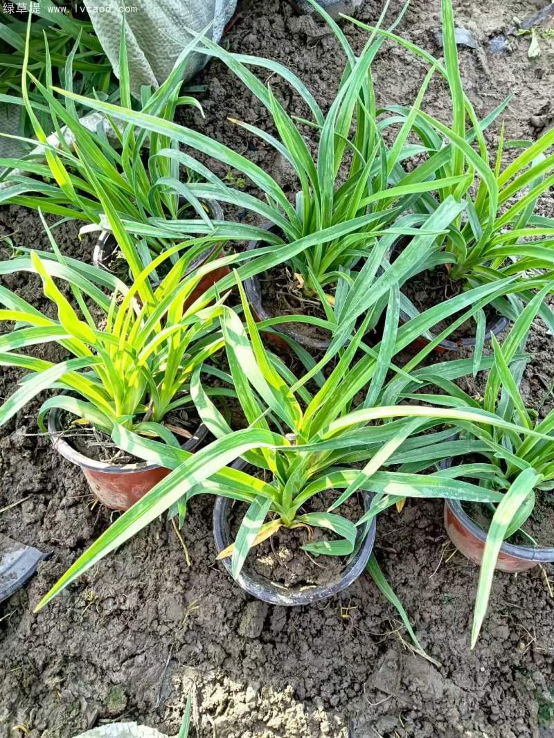 萱草盆栽