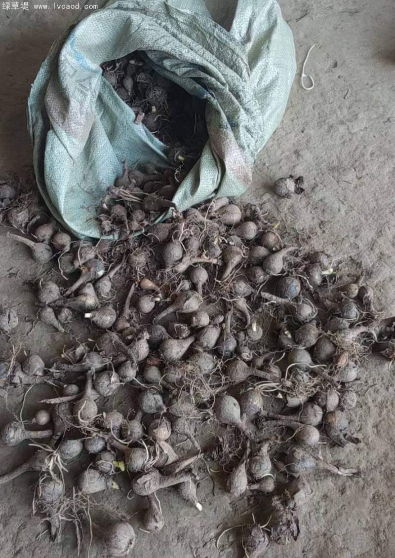 石蒜種球種根種苗