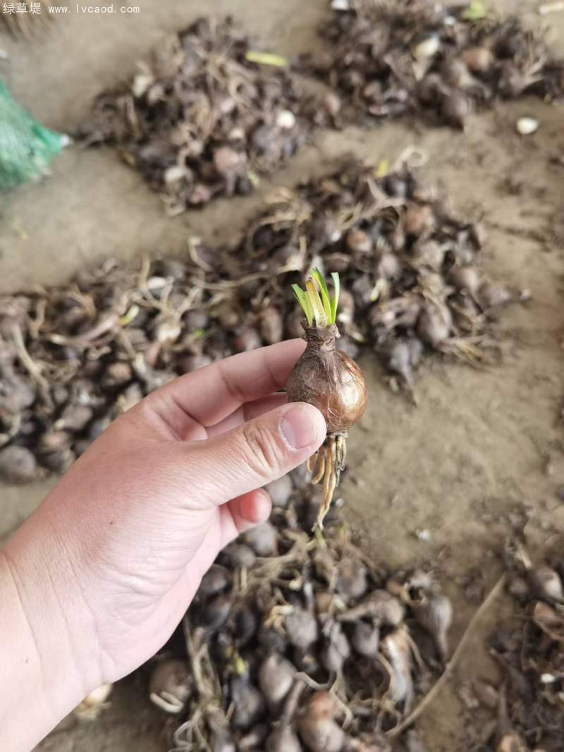 石蒜種球種根種苗