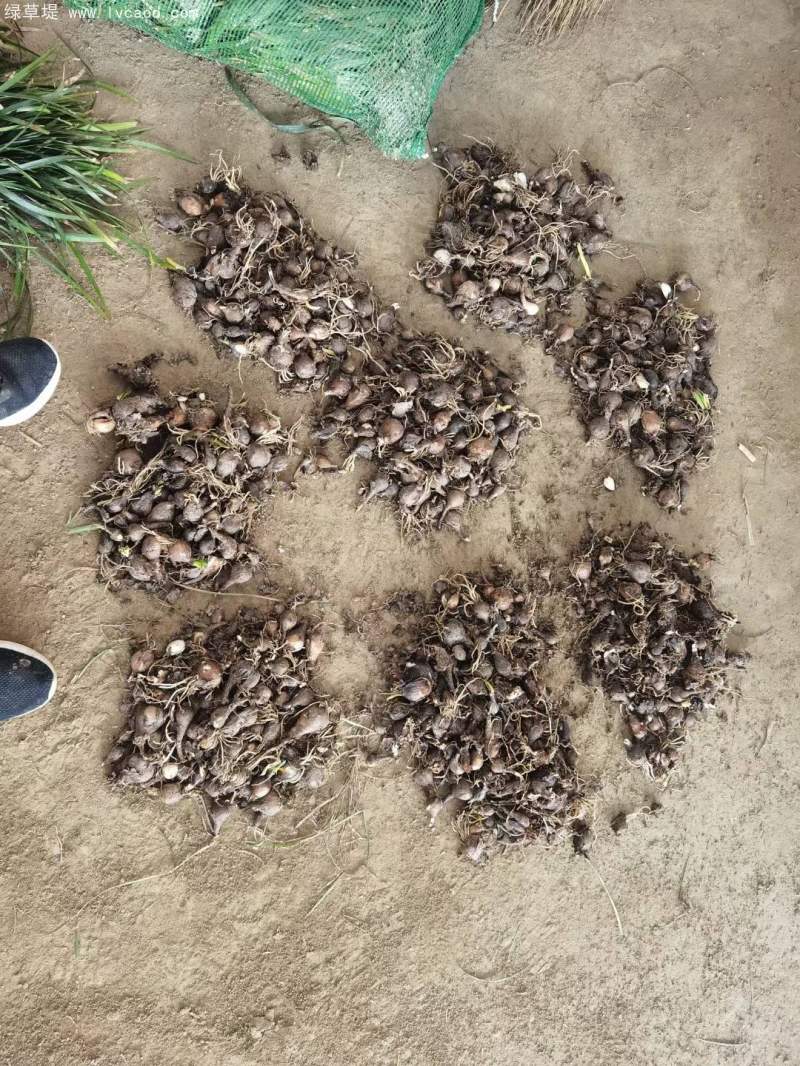 石蒜種球種根種苗