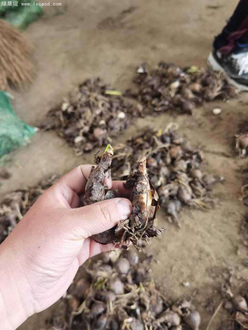 石蒜種球種根種苗