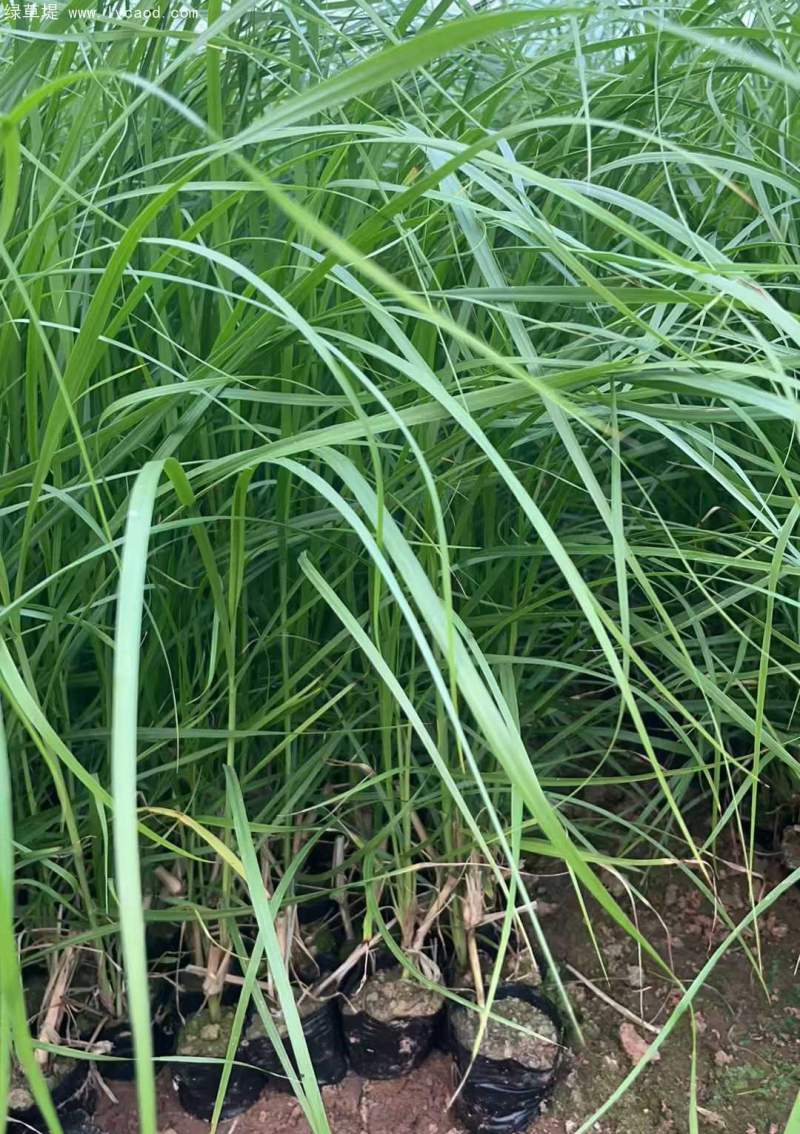 狼尾草盆栽杯苗
