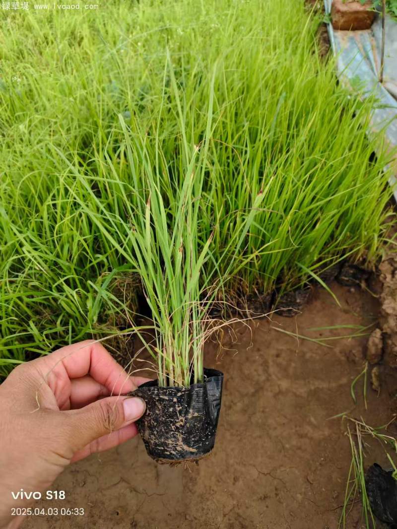 狼尾草盆栽杯苗
