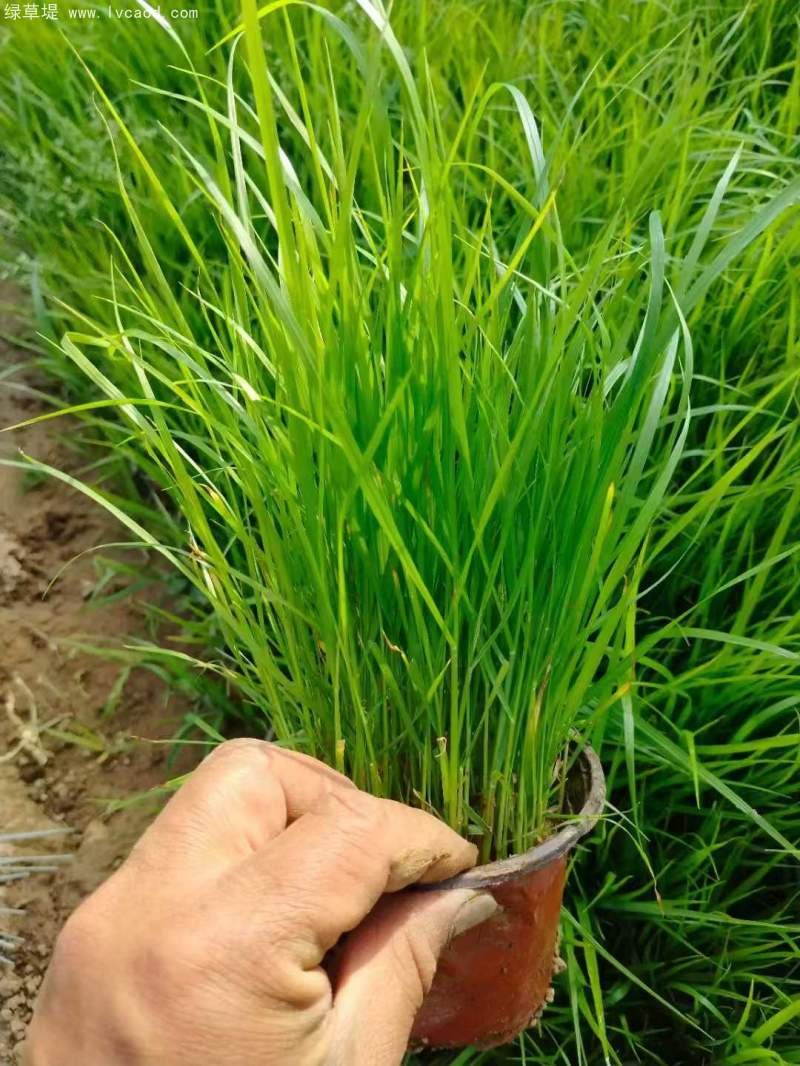 狼尾草盆栽杯苗