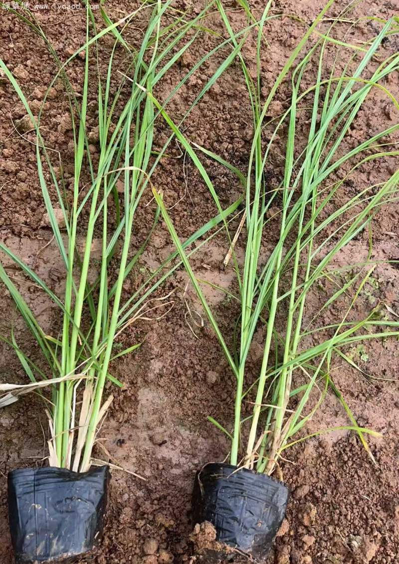 狼尾草盆栽杯苗