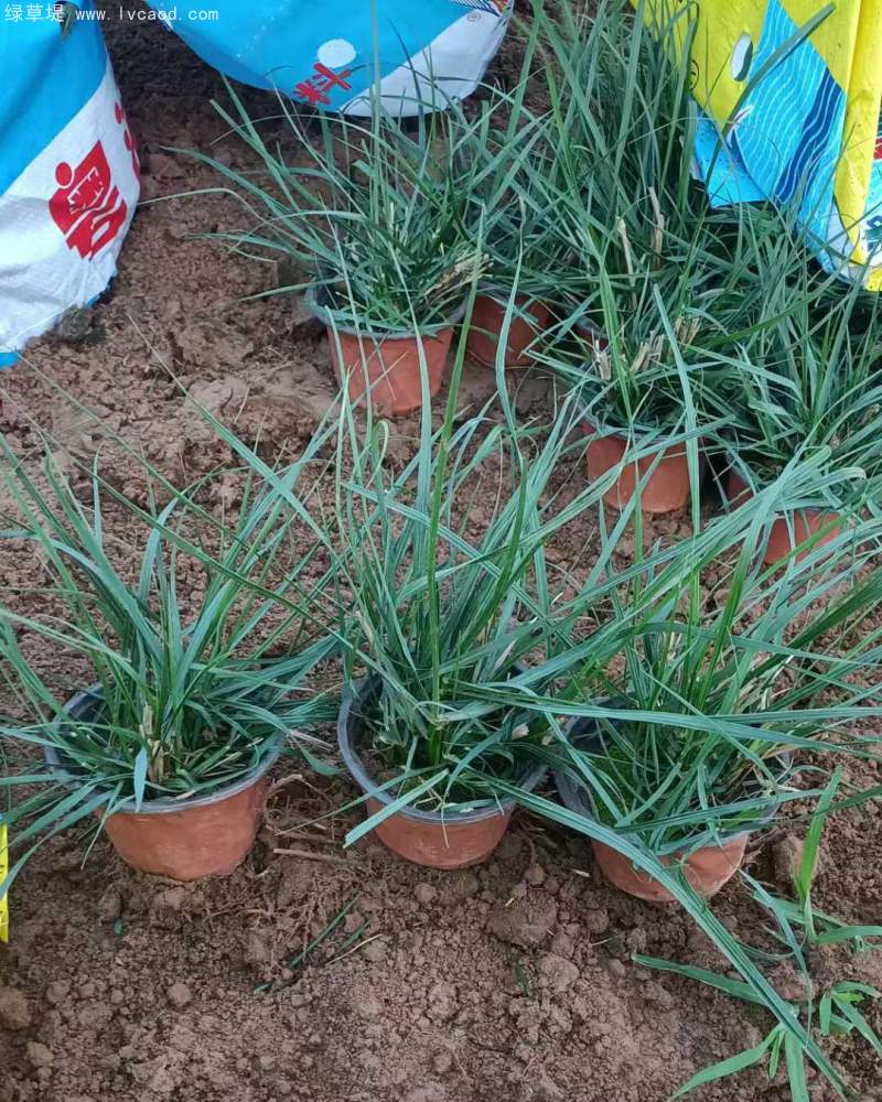 狼尾草盆栽杯苗
