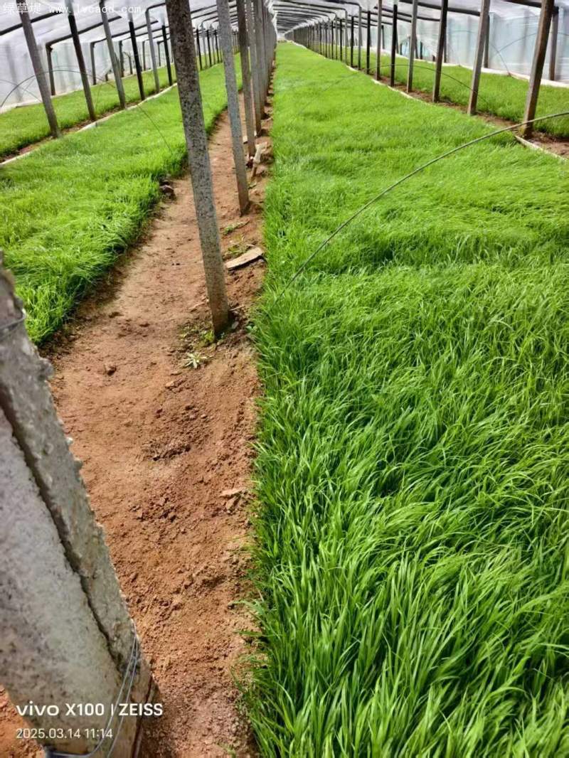 狼尾草盆栽杯苗種植基地