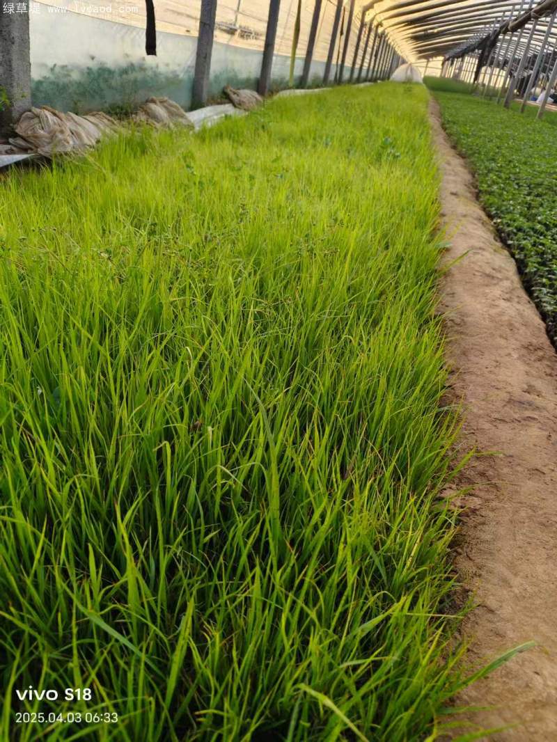 狼尾草盆栽杯苗