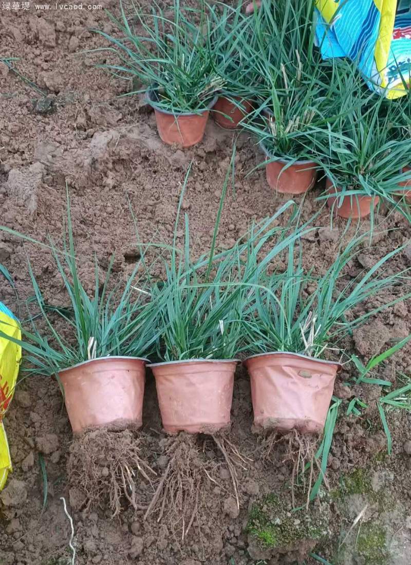 狼尾草盆栽杯苗