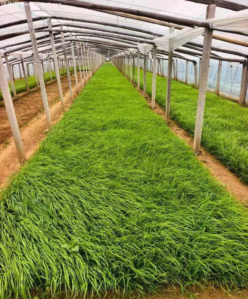 狼尾草盆栽杯苗種植基地