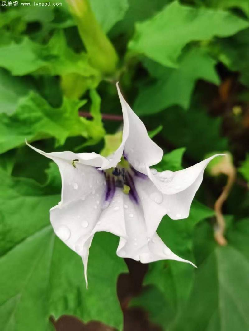 曼陀羅花朵花瓣