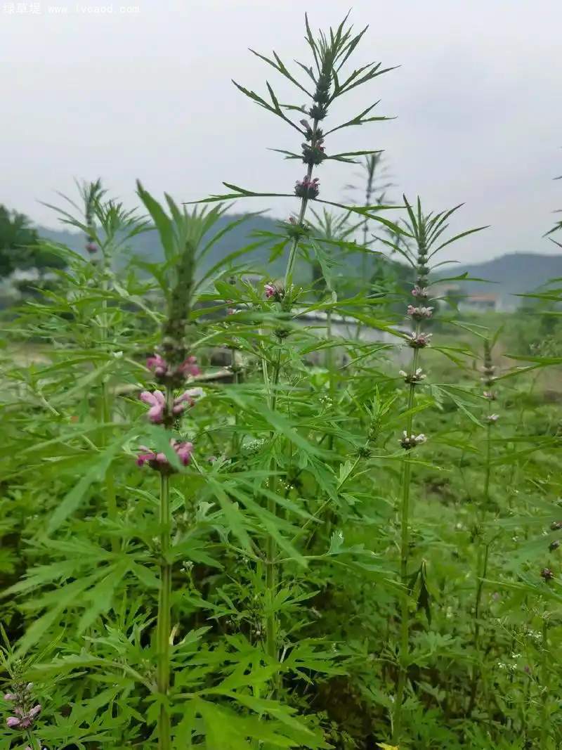 益母草