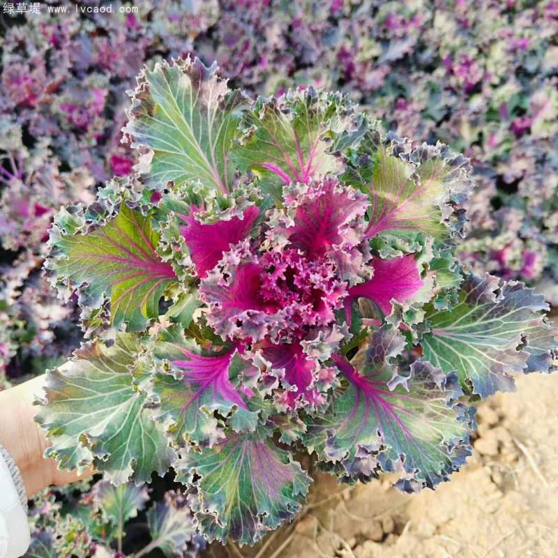 羽衣甘藍(lán)盆栽