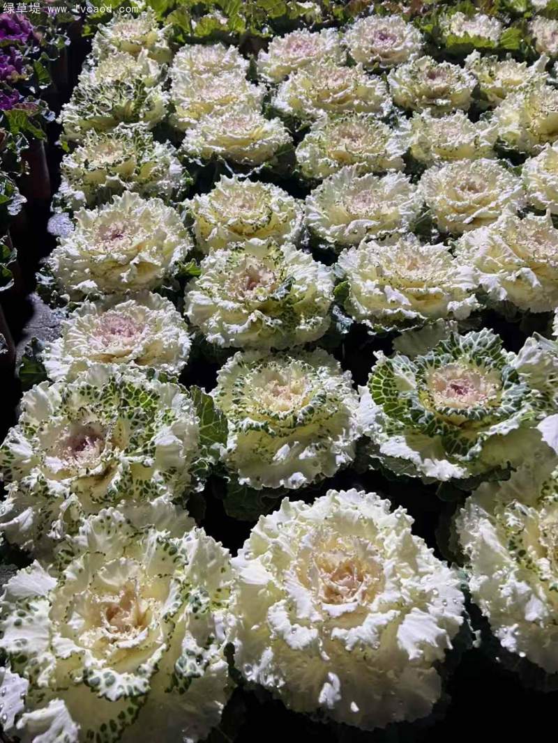 羽衣甘藍(lán)盆栽