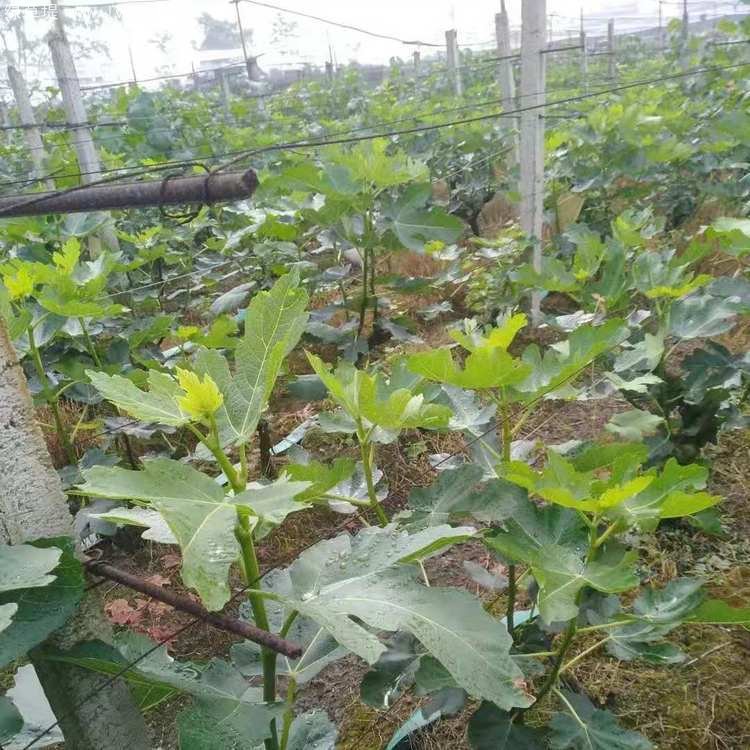 無花果樹苗