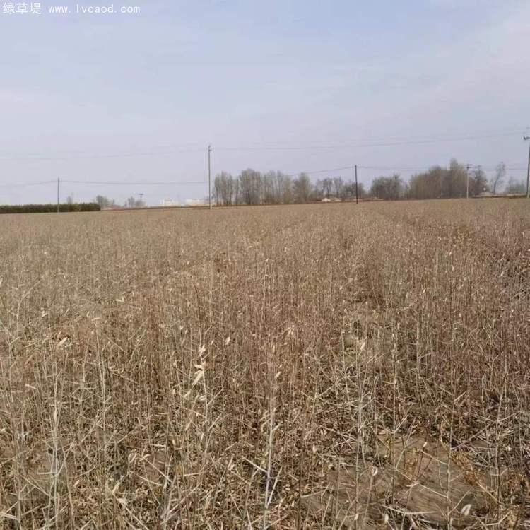 沙棘小苗種植基地