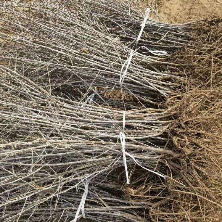 沙棘小苗種植基地