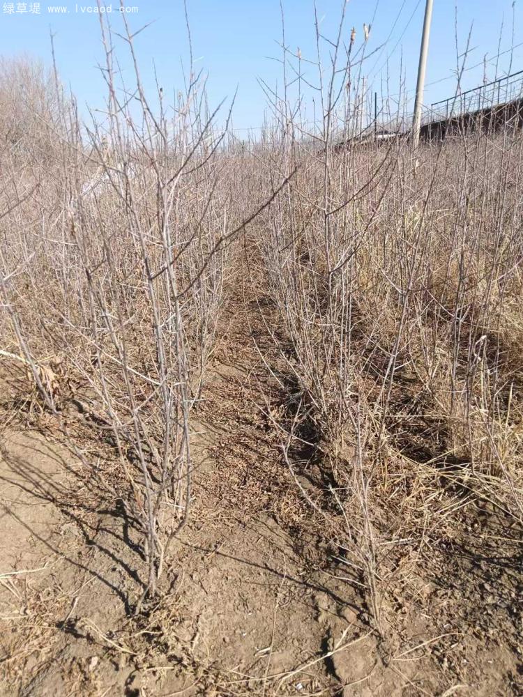 沙棘小苗種植基地