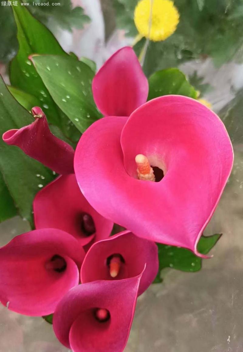 馬蹄蓮花朵葉子