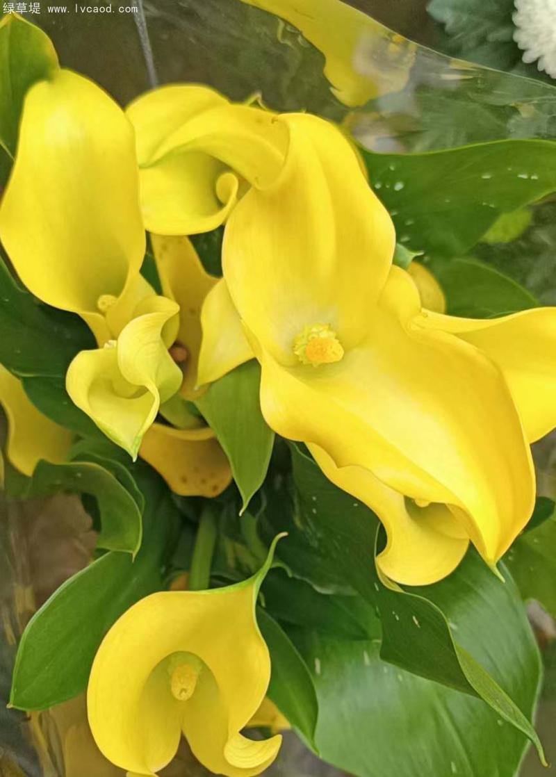 馬蹄蓮花朵葉子