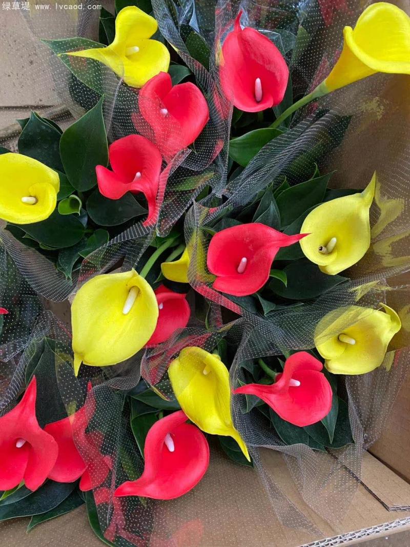 馬蹄蓮花朵葉子