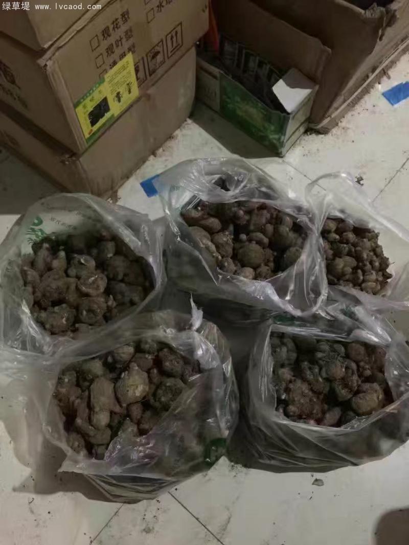 馬蹄蓮種球種根