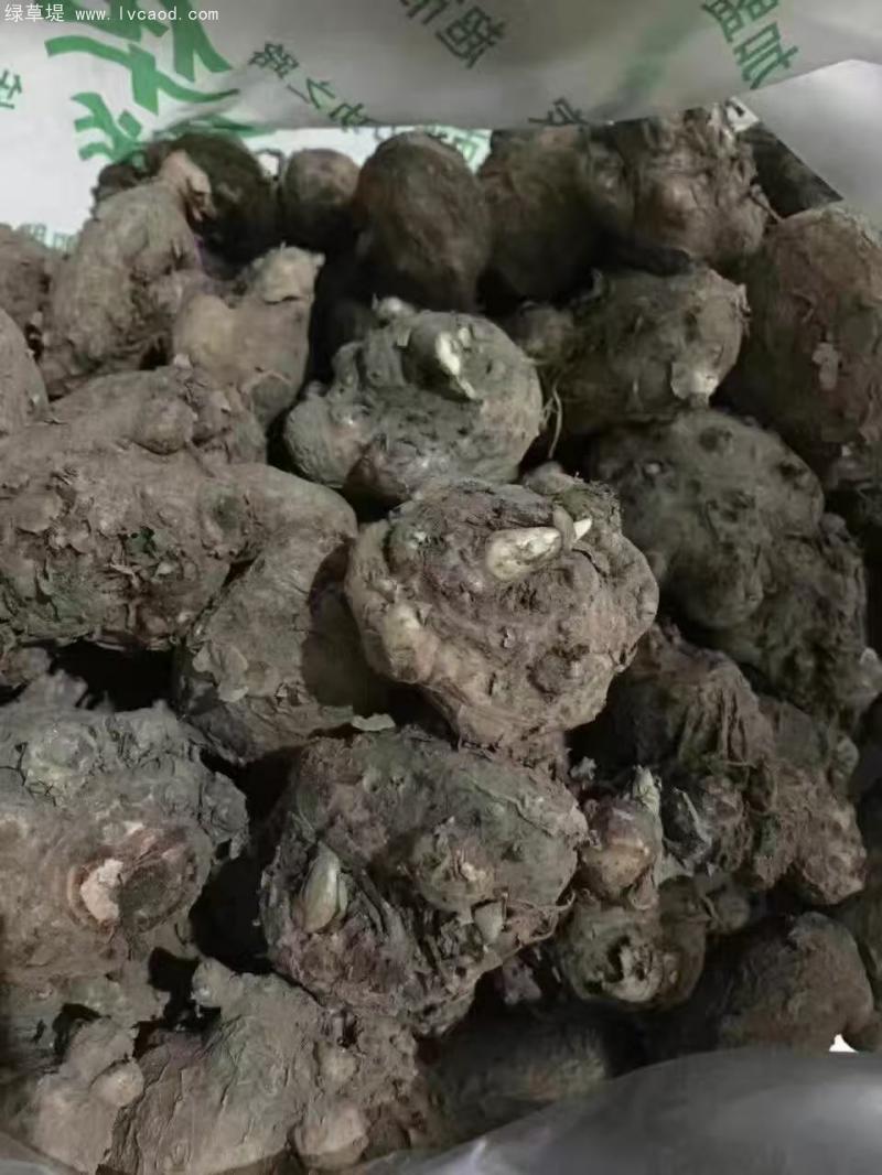 馬蹄蓮種球種根