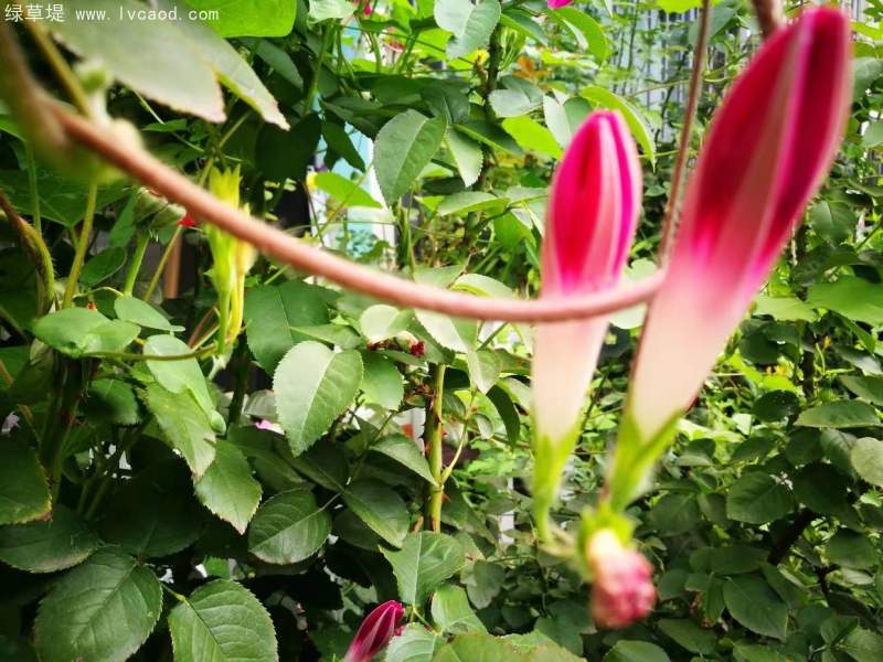 喇叭花