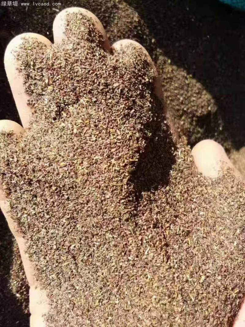 野菊花種子野甘菊種子