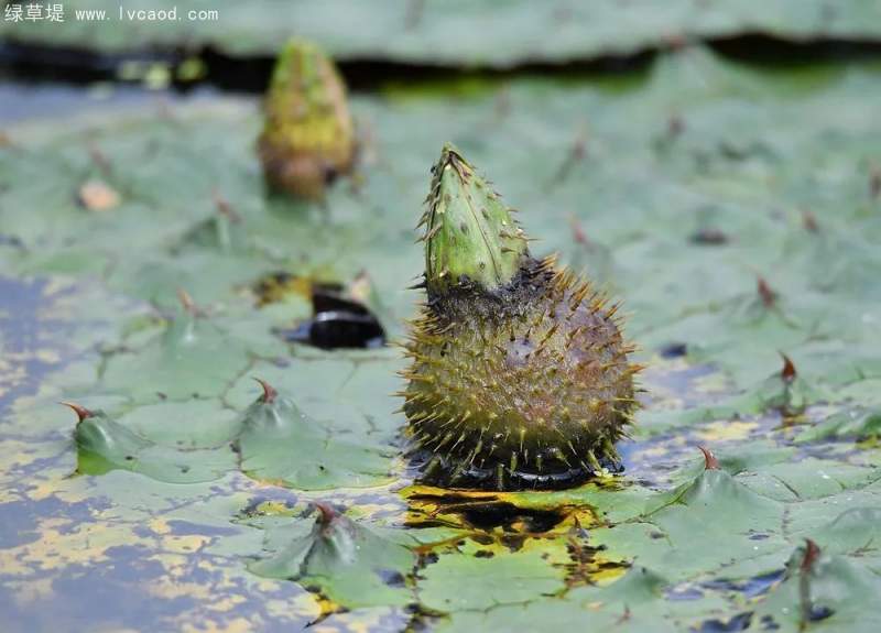 芡實(shí)果實(shí)