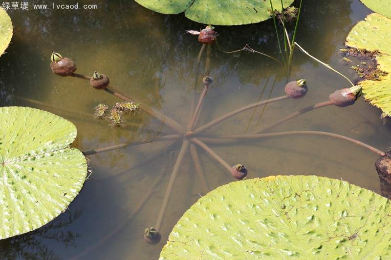 芡實(shí)葉子桿徑