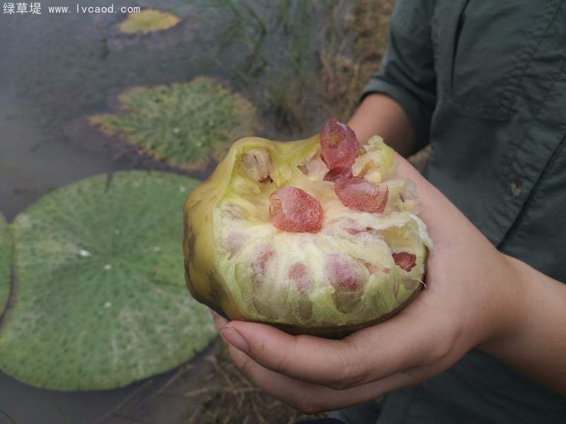 芡實(shí)果實(shí)