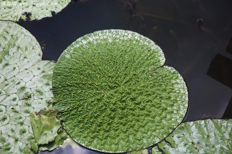 芡實(shí)葉子桿徑