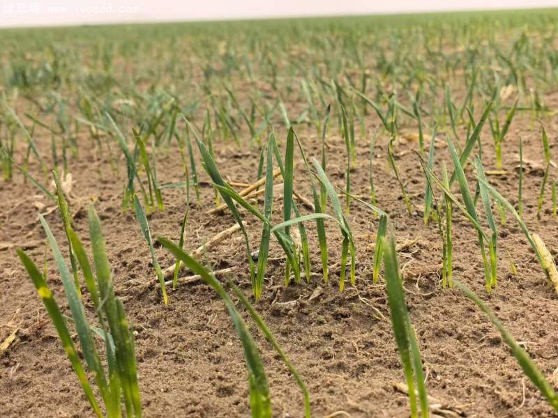 飼草專用型燕麥出苗期