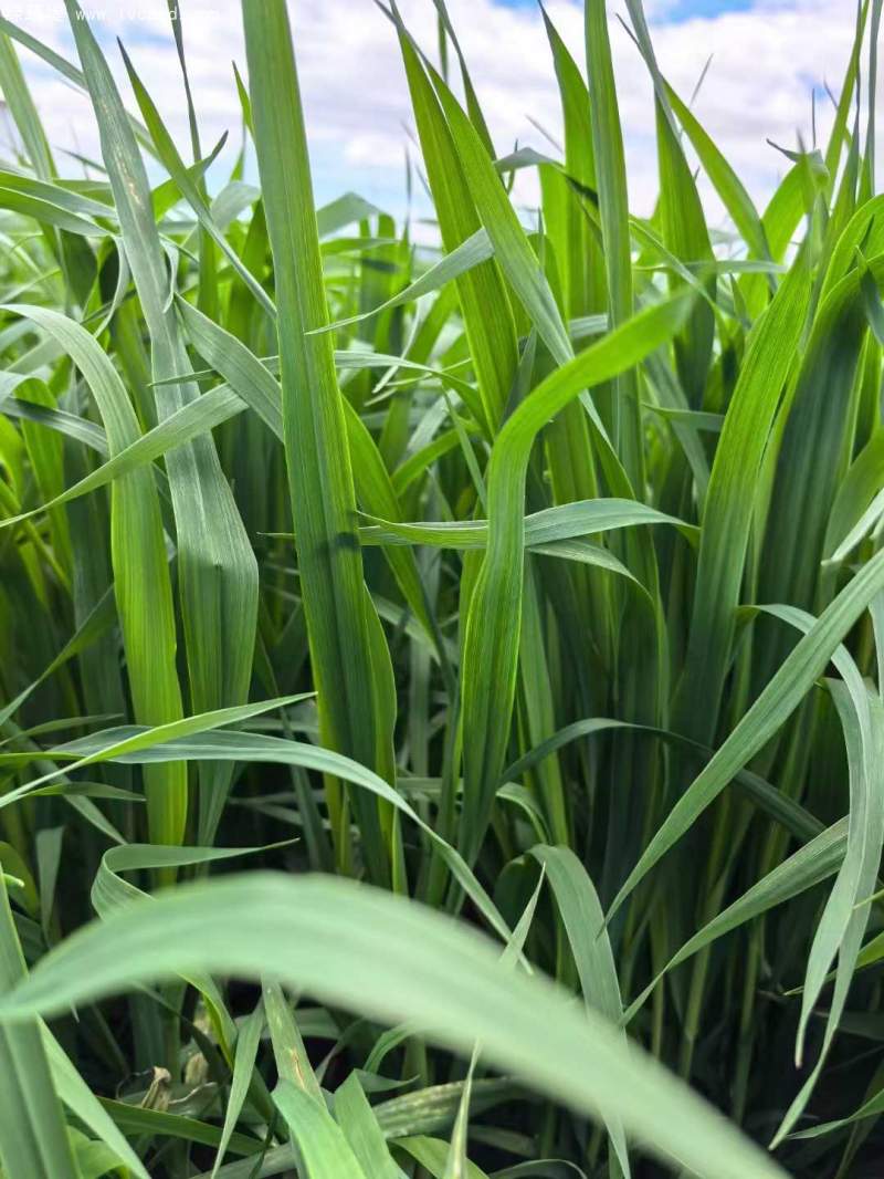 飼草專用型燕麥葉片葉子