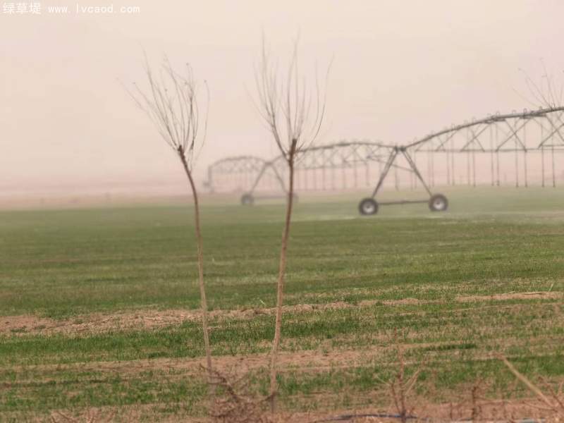 飼草專用型燕麥出苗期
