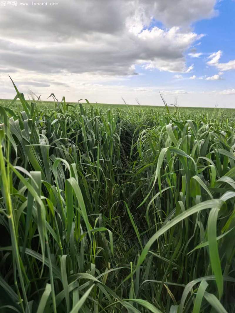 飼草專用型燕麥葉片葉子
