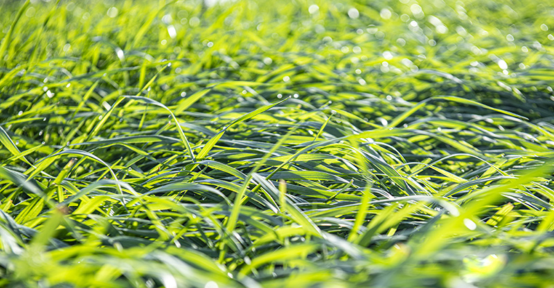 魚喜歡吃的牧草青草