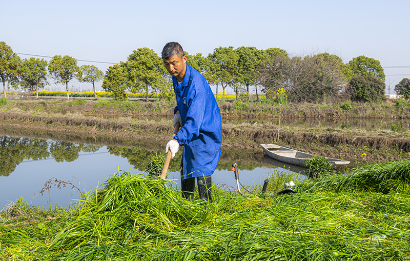 魚喜歡吃的牧草青草