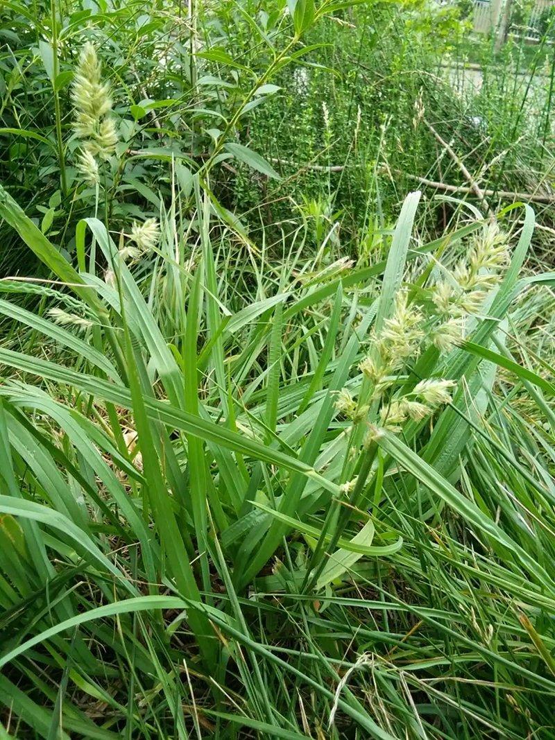 鴨茅草葉子和穗