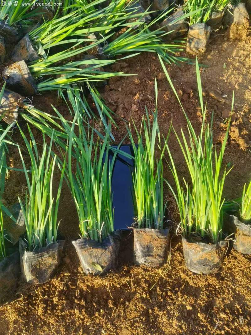 馬蘭盆栽杯苗容器苗