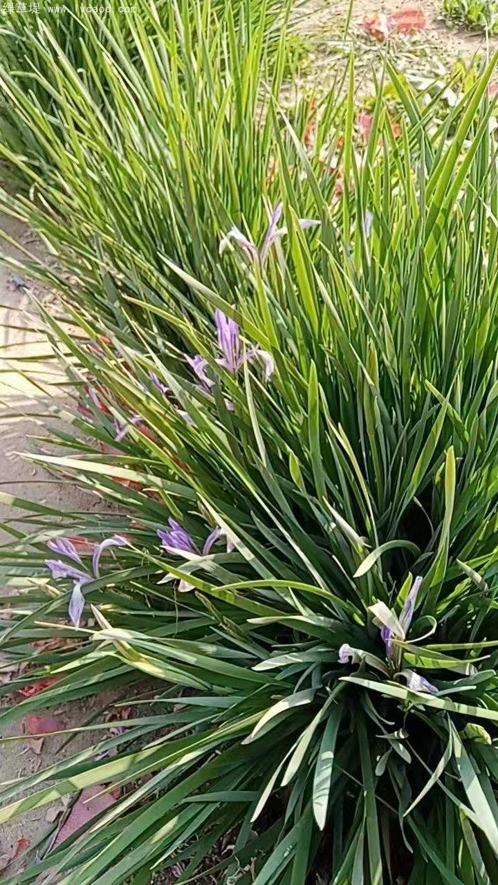 馬蘭大田苗裸根地苗