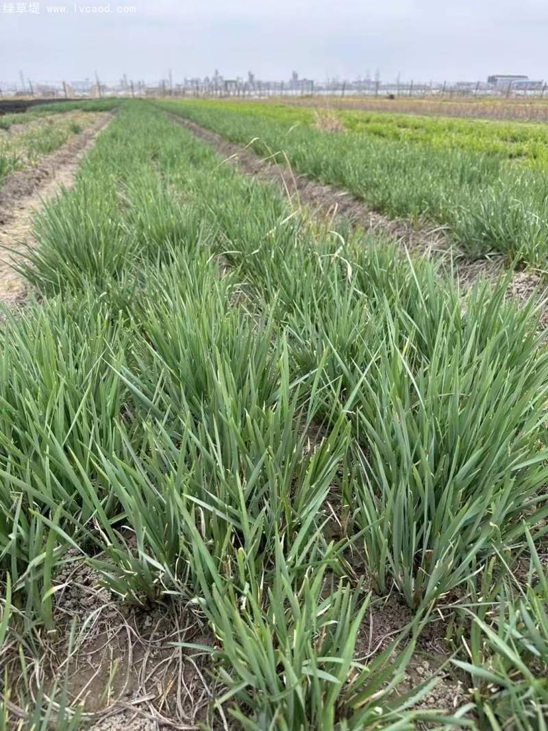 馬蘭大田苗裸根地苗