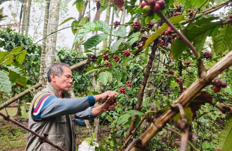 咖啡果實(shí)種子