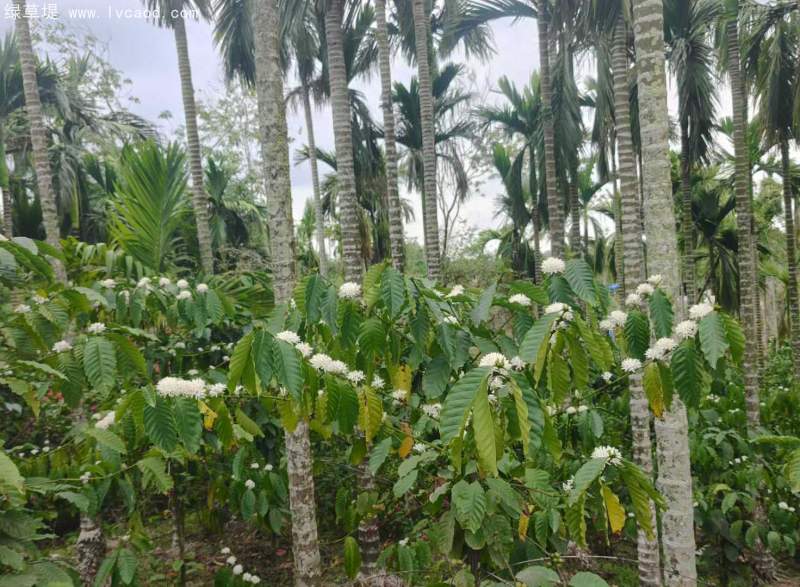 咖啡樹葉和花朵