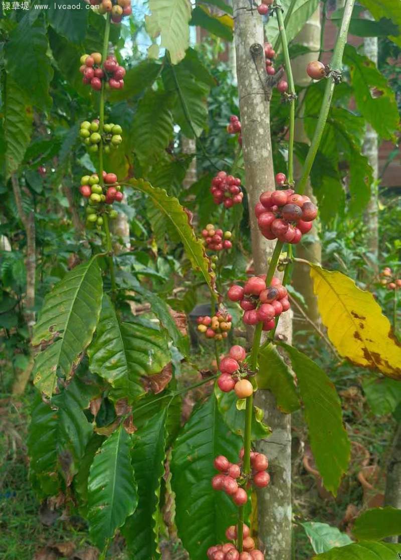 咖啡果實(shí)種子