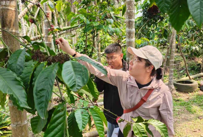 咖啡果實(shí)種子