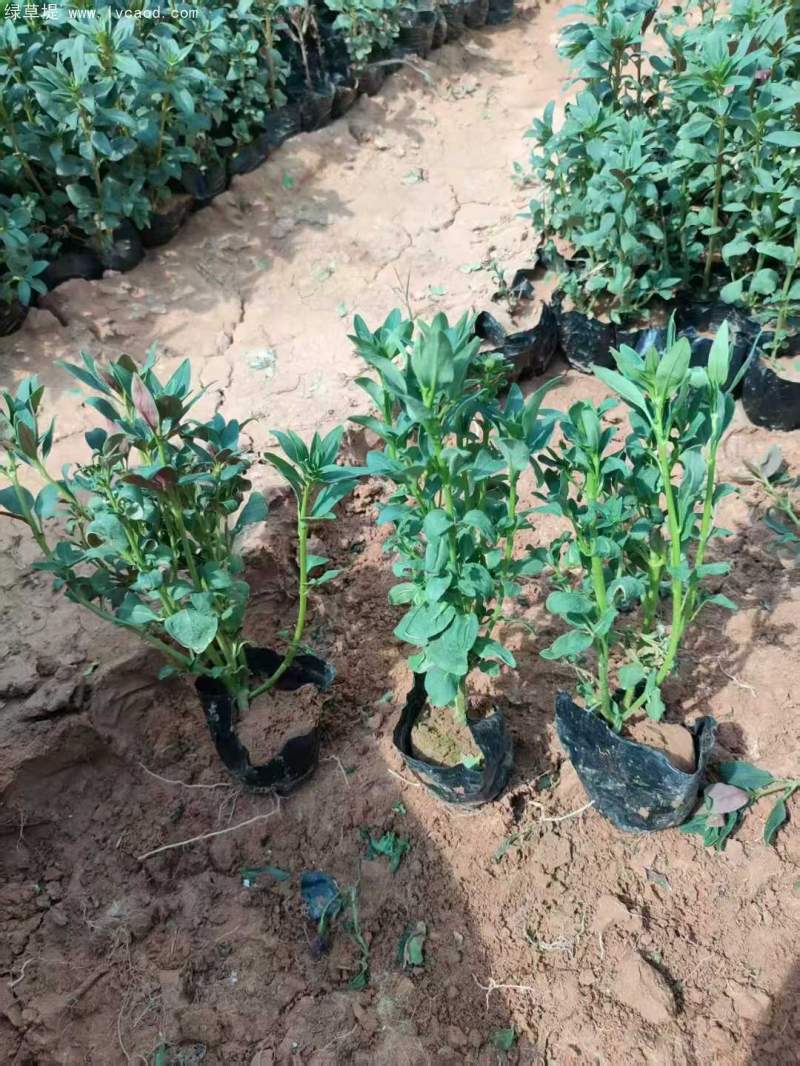 金魚草盆栽杯苗容器苗