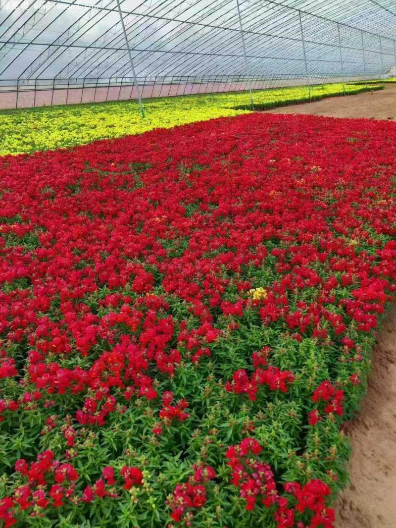金魚草盆栽杯苗容器苗